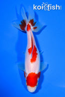 5.25" SARASA WAKIN GOLDFISH