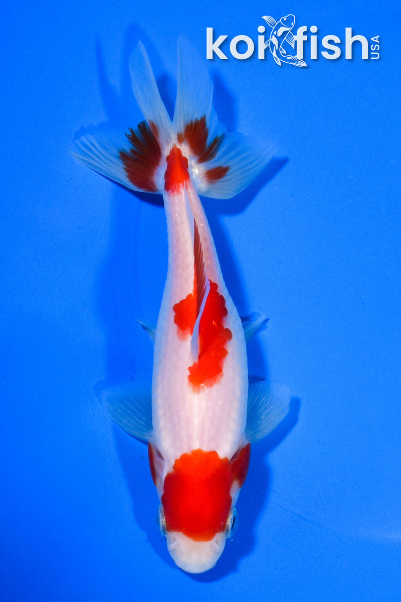 5.25" SARASA WAKIN GOLDFISH