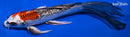 7.5" GINRIN KUJAKU BUTTERFLY