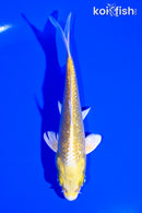 5" GINRIN YAMBUKI OGON