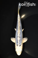 6.75" GINRIN KIKOKURYU