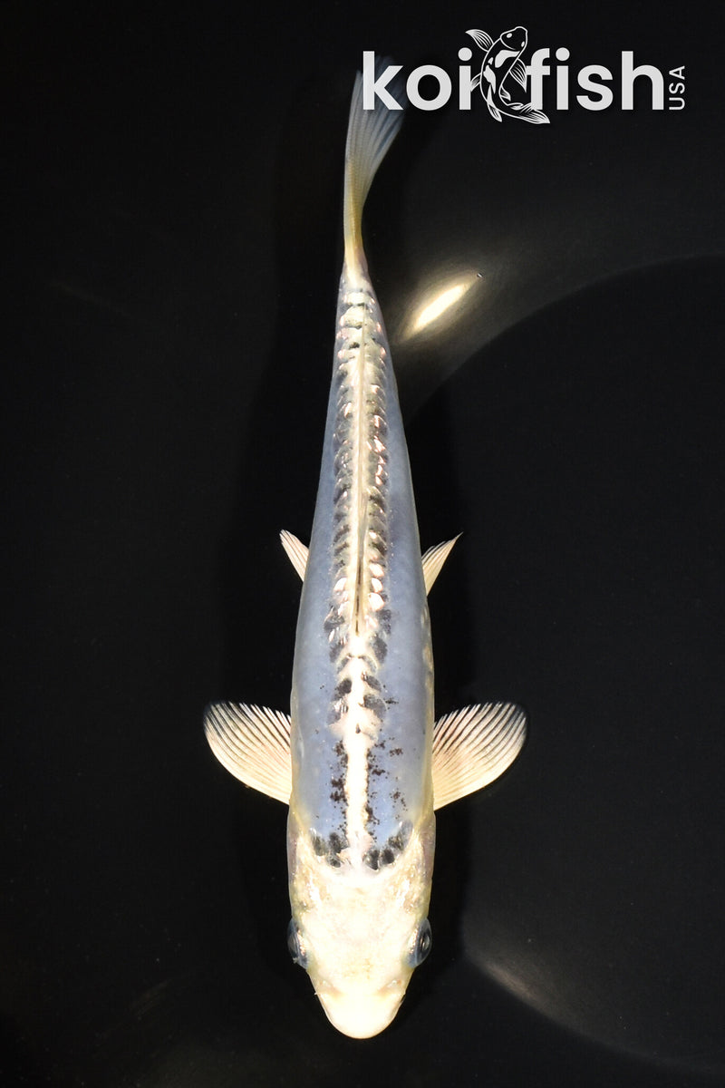6.75" GINRIN KIKOKURYU