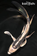 6" KIN KIKOKURYU UBUTTERFLY