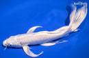 10.25" PLATINUM OGON BUTTERFLY