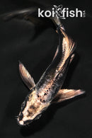 4.75" KIKOKURYU BUTTERFLY