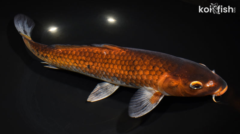 12.25" OCHIBA SHIGURE