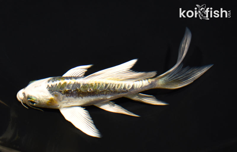 5.75" ARAGOKE KIN KIKOKURYU BUTTERFLY