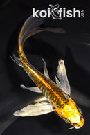 5.75" ARAGOKE KIN KIKOKURYU BUTTERFLY