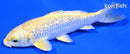5.5" GINRIN YAMABUKI OGON