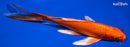 8.75" ORENJI OGON BUTTERFLY