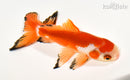 5.5" WATONAI GOLDFISH