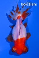 4.25" TELESCOPE FANTAIL GOLDFISH