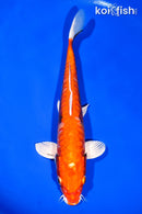 12" ARGOKE BENI KIKOKURYU