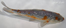 7.5" GINRIN OCHIBA SHIGURE