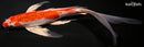 10.5" KUJAKU BUTTERFLY