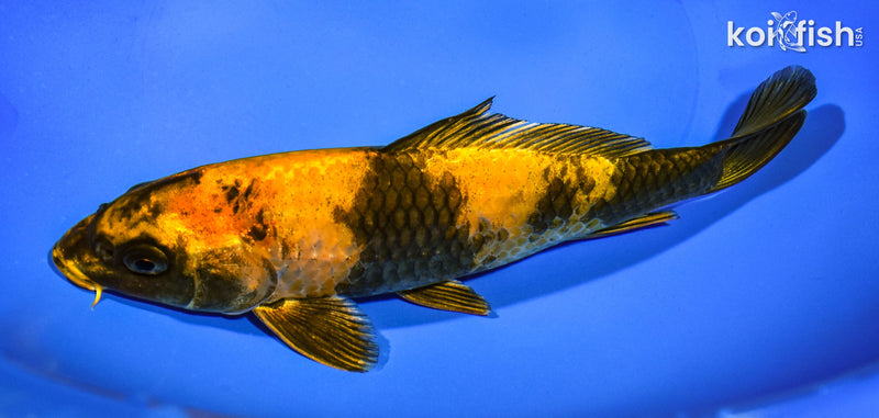 8.25" KIN HI UTSURI