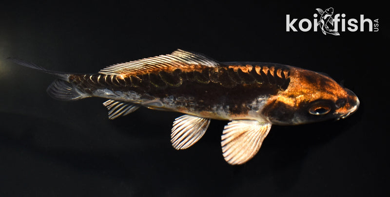 4.75" ARAGOKE BENI KIKOKURYU
