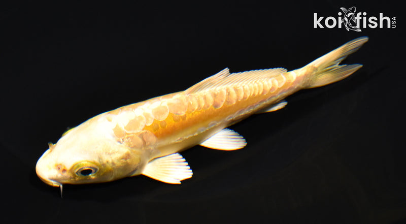 5" ARAGOKE YAMABUKI OGON