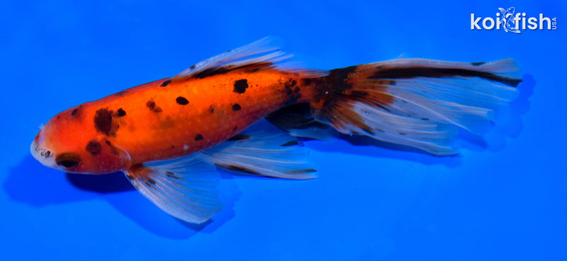 6.25" CALICO WATONAI GOLDFISH