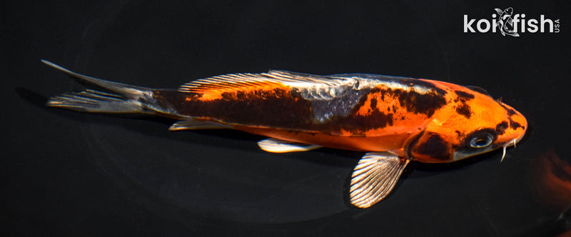 7.25" BENI KIKOKURYU