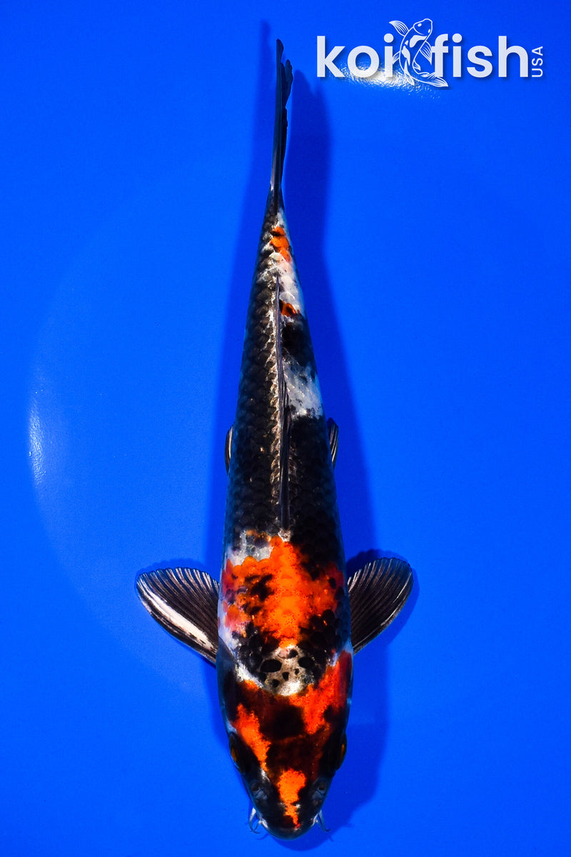 7.75" KIN SHOWA