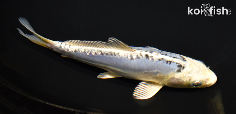 6.75" GINRIN KIKOKURYU
