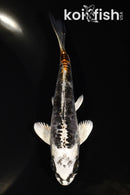 5.25" BENI KIKOKURYU