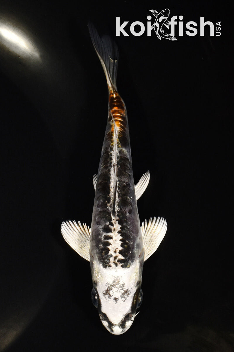 5.25" BENI KIKOKURYU