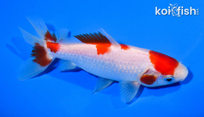 5.25" SARASA WAKIN GOLDFISH