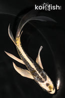 5.75" KIN KIKOKURYU BUTTERFLY