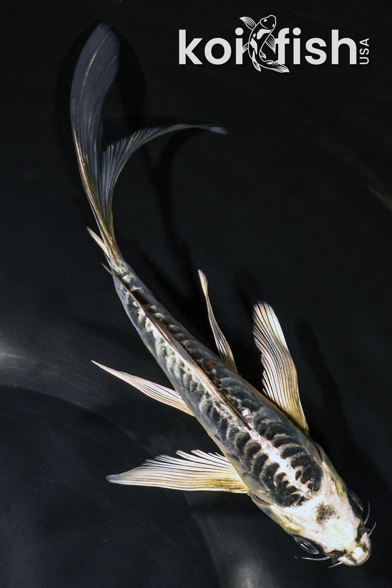 7" ARAGOKE KIN KIKOKURYU BUTTERFLY