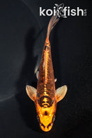 5.25" ARAGOKE BENI KIKOKURYU