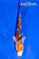 4" YAMATO NISHIKI