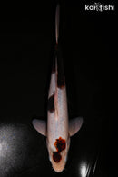 13.5" GOROMO