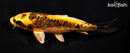 6.25" ARAGOKE BENI KIKOKURYU