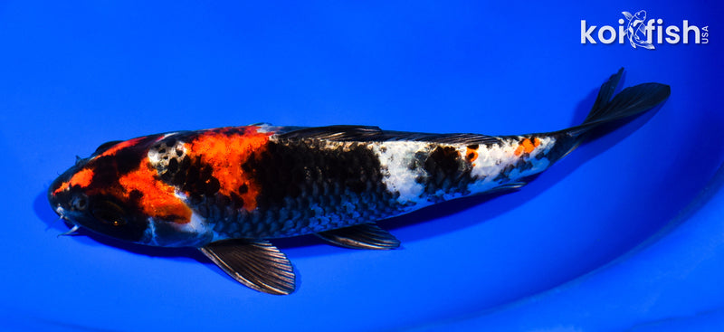 7.75" KIN SHOWA