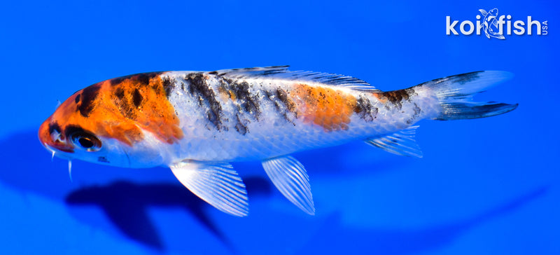 5.5" YAMATO NISHIKI