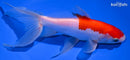 7" WATONAI GOLDFISH