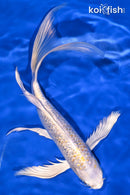 10" GINRIN LEMON HARIWAKE BUTTERFLY