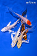 PACK OF (5) 4-5" BUTTERFLY KOI