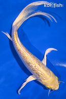 9" GINRIN YAMABUKI OGON BUTTERFLY