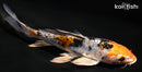5.5" HEISEI NISHIKI BUTTERFLY