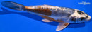 7.25" BENI KIKOKURYU