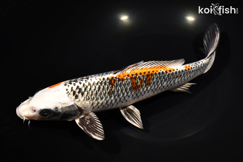 11.5" BENI GINGA