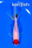 5.5" MARUTEN WATONAI GOLDFISH