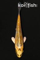 3.5" KUJAKU