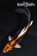 8.25" BENI KIKOKURYU BUTTERFLY