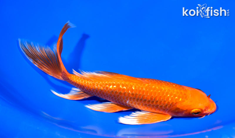 7.5" GINRIN ORENJI OGON BUTTERFLY