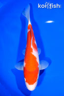 9.75" KOHAKU