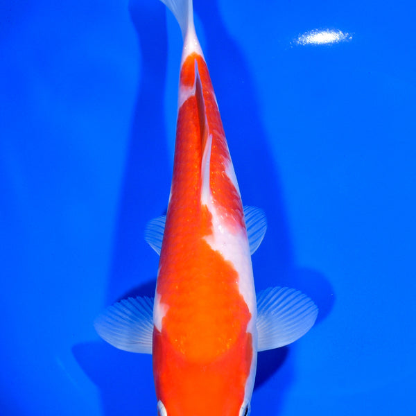 9.75
